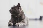 猫              