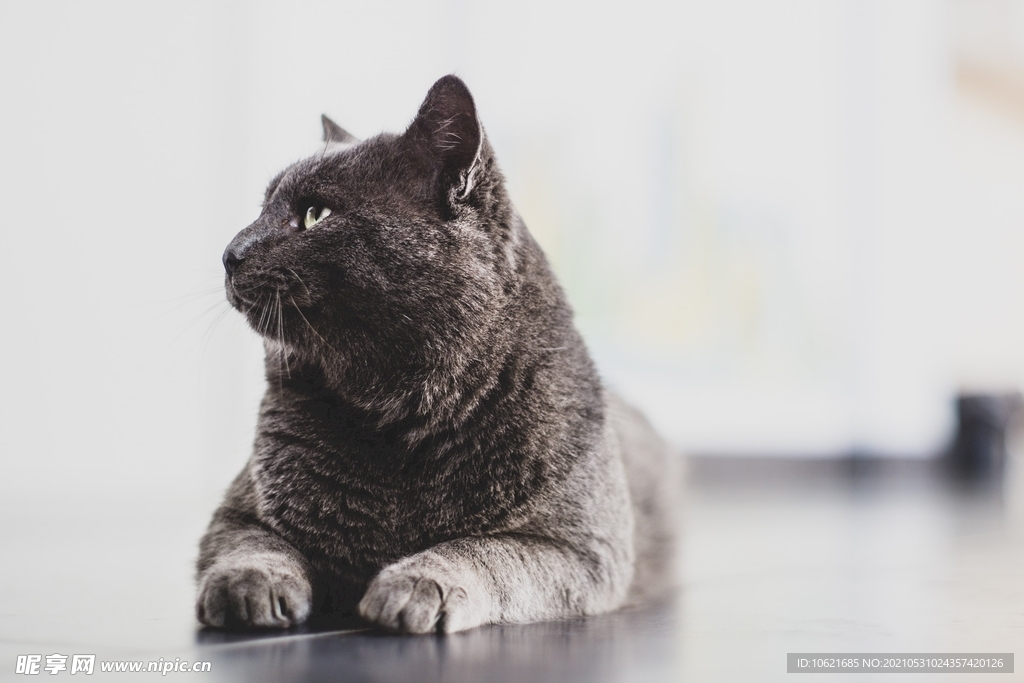 猫              