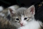 猫              