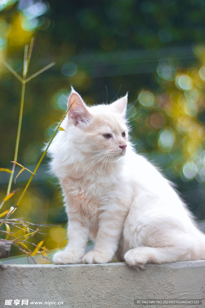 猫              