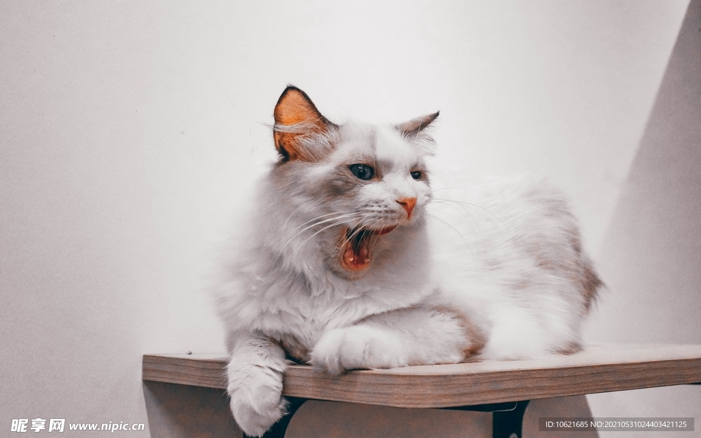 猫              