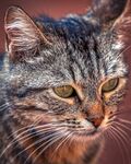 猫              