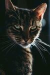 猫              