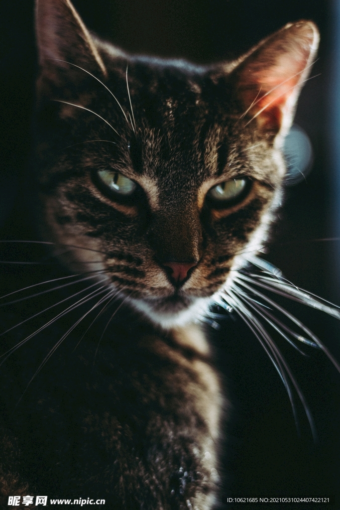 猫              