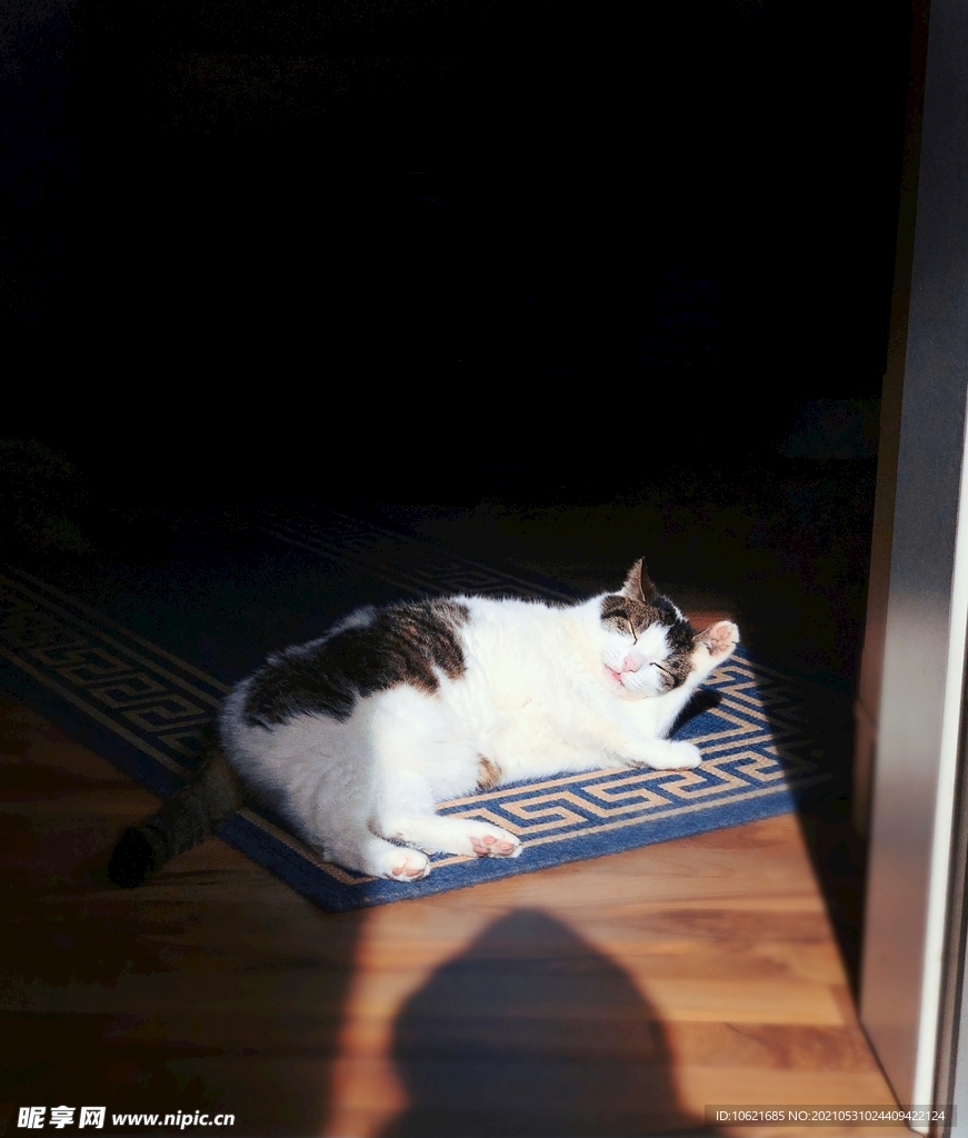 猫              
