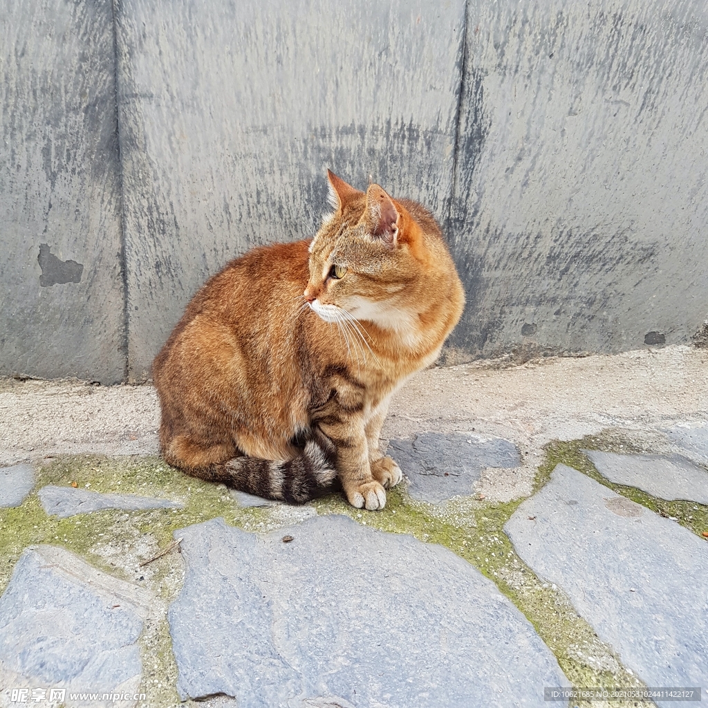 猫              