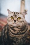 猫              