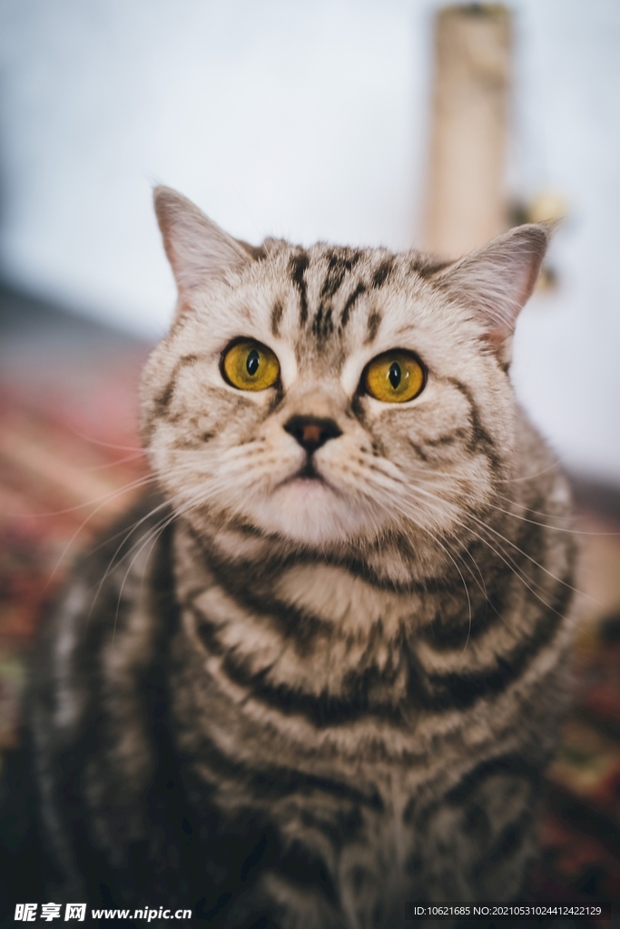 猫              