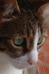 猫              