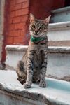 猫              