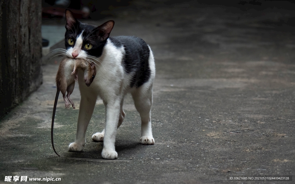 猫              