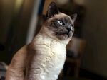 猫              