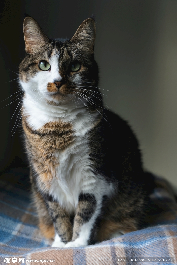 猫              