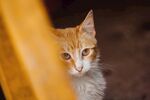 猫              