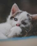 猫              