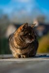 猫              