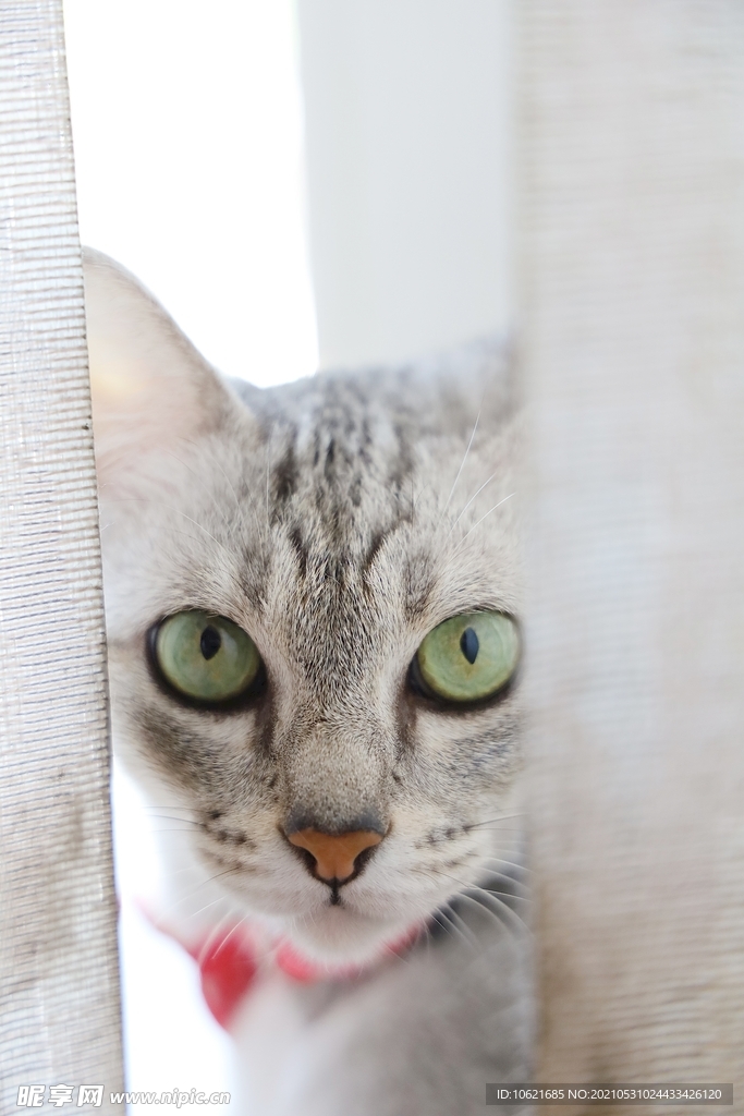 猫              