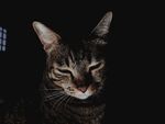 猫              