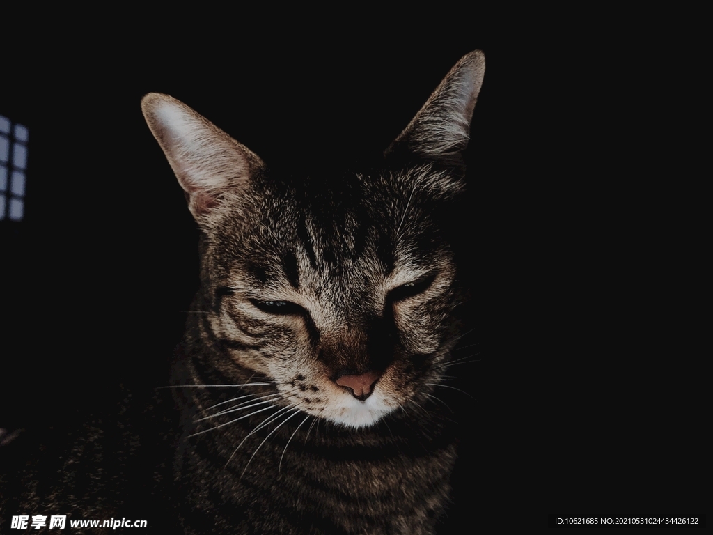 猫              