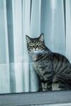 猫              