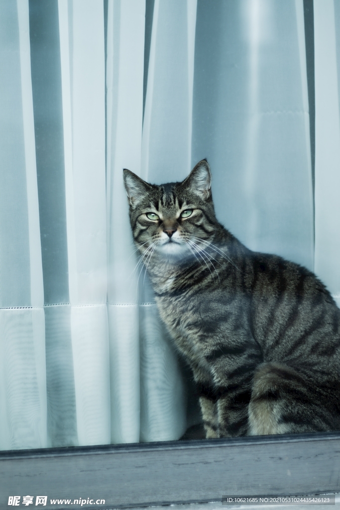 猫              
