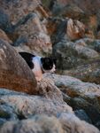 猫              