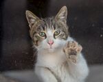 猫              