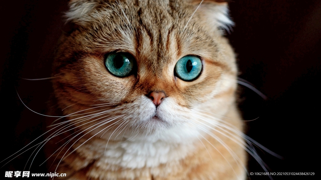 猫              