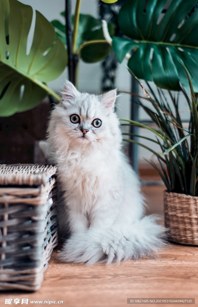 猫              