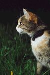 猫              
