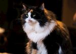 猫              