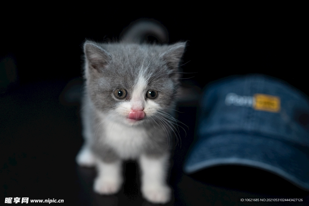 猫              