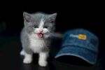 猫              