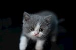 猫              