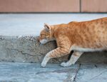 猫              