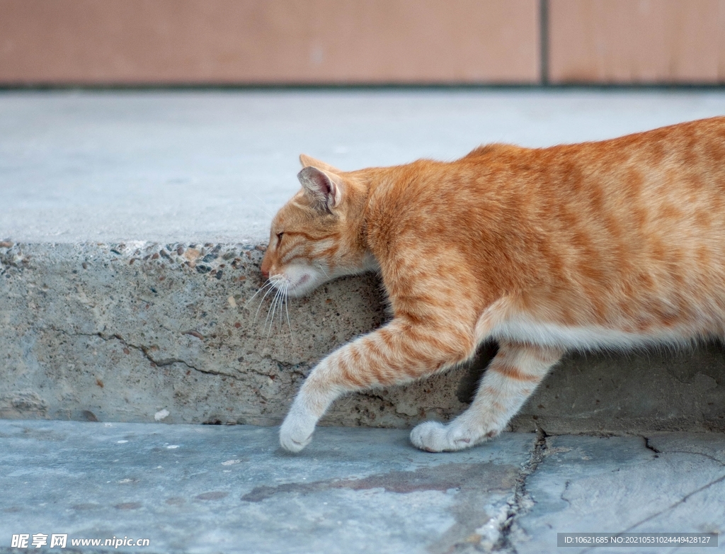 猫              
