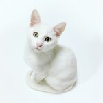 猫              