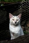 猫              