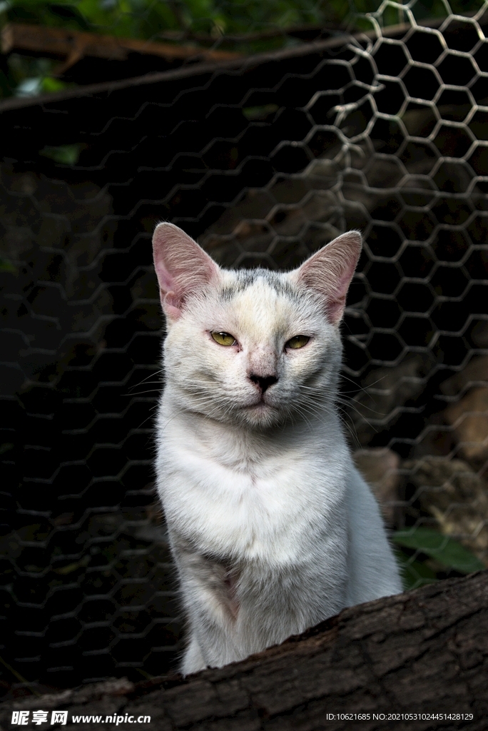 猫              