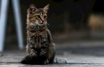 猫              
