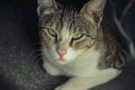 猫              
