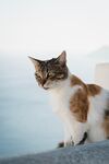 猫              