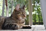 猫              