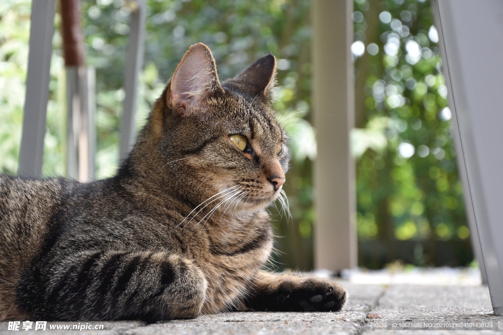 猫              