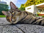 猫              