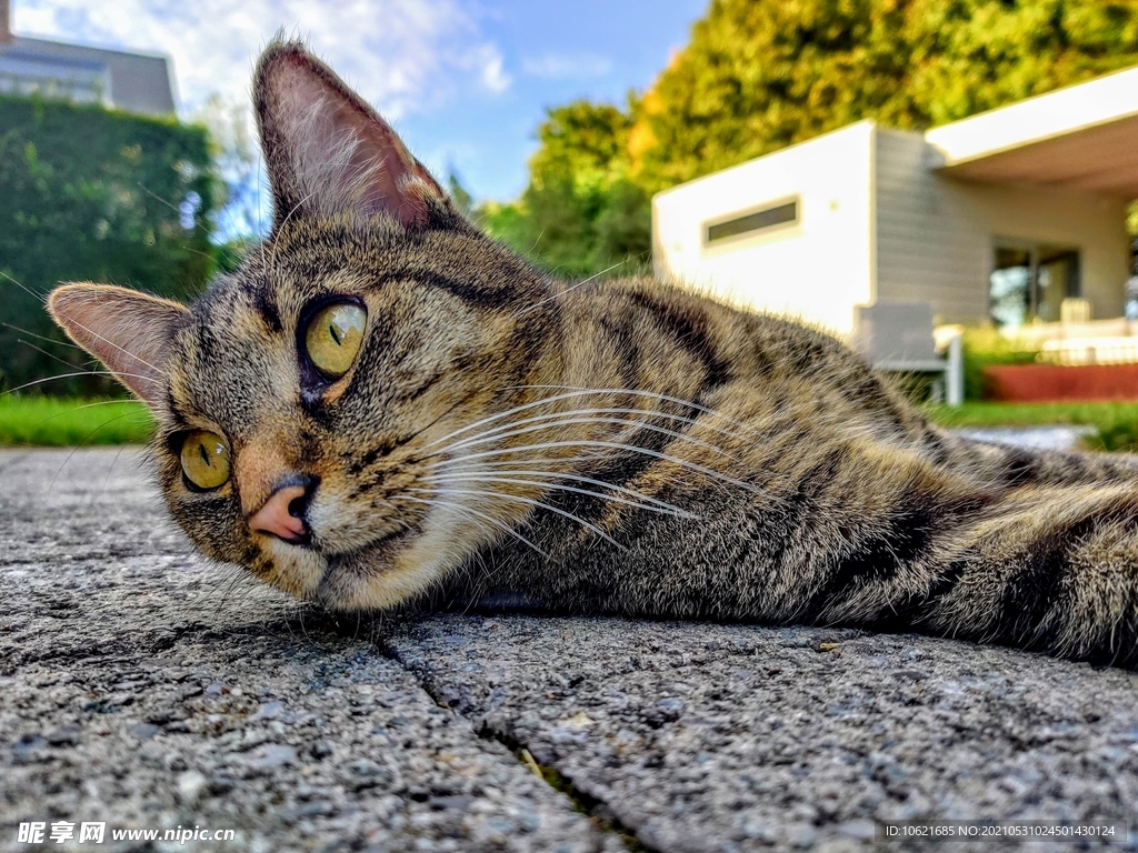猫              