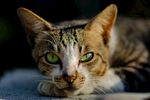 猫              