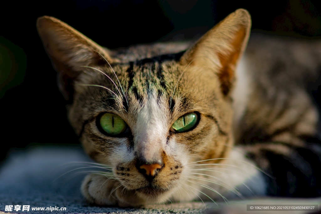 猫              