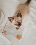猫              