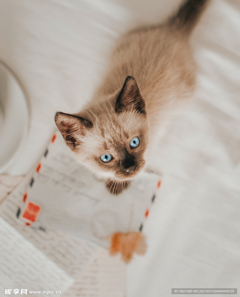 猫              